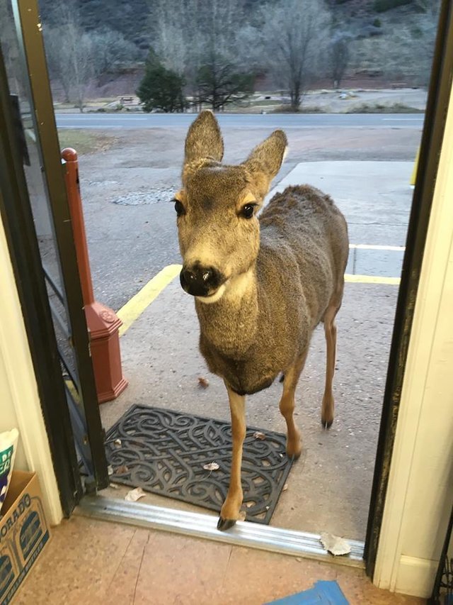 &#8220;Bambi&#8221; entrou numa loja, e trouxe os filhotes para uma visita especial