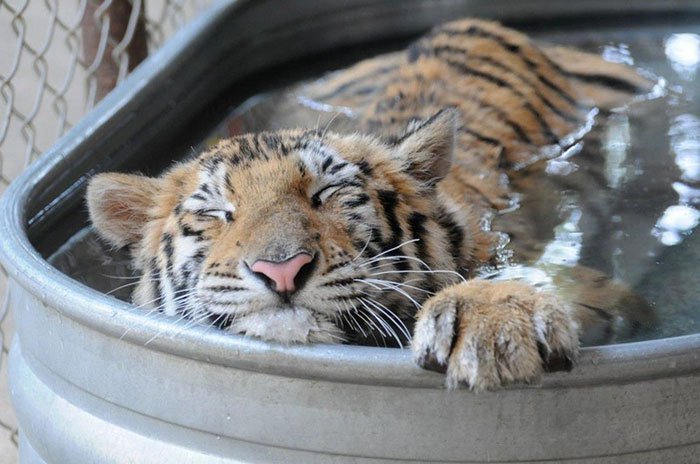 Tigre subnutrido que vivia num circo, foi salva e faz recuperação extraordinária