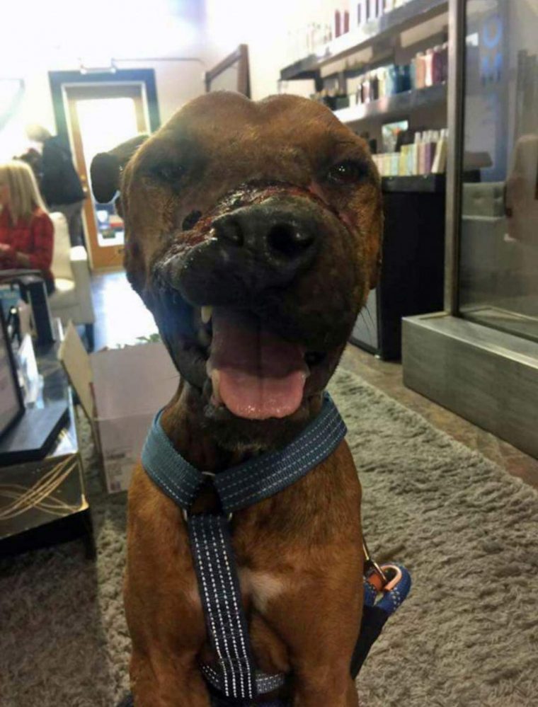 Jude, a pitbull torturada pelo ex-dono, ainda ama os humanos apesar do sofrimento