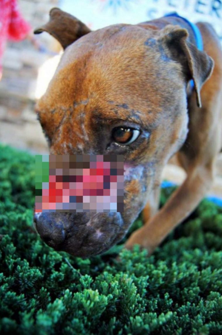 Jude, a pitbull torturada pelo ex-dono, ainda ama os humanos apesar do sofrimento