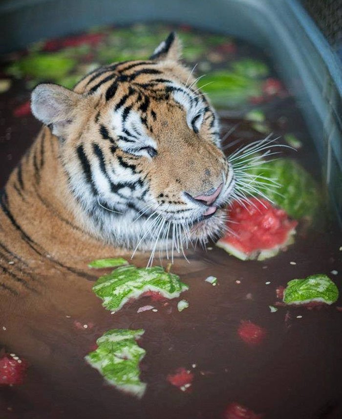 Tigre subnutrido que vivia num circo, foi salva e faz recuperação extraordinária