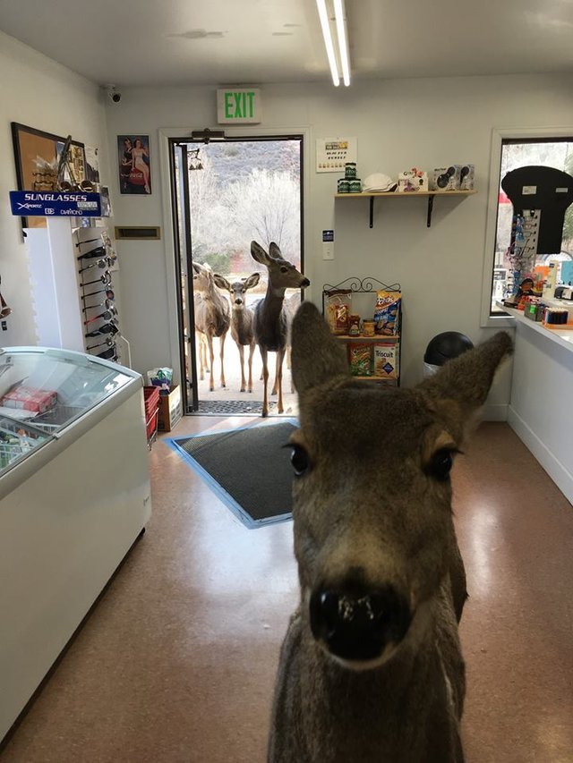 &#8220;Bambi&#8221; entrou numa loja, e trouxe os filhotes para uma visita especial