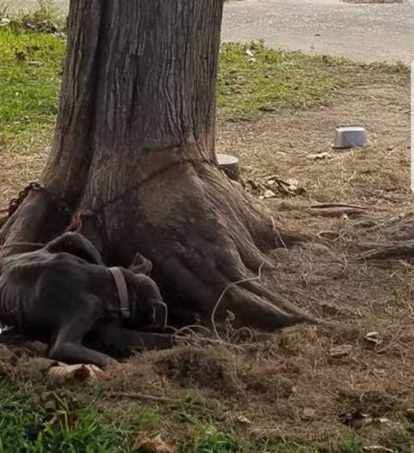 Cadela grávida, deixada amarrada a uma árvore, deu à luz 12 cachorrinhos apesar do sofrimento