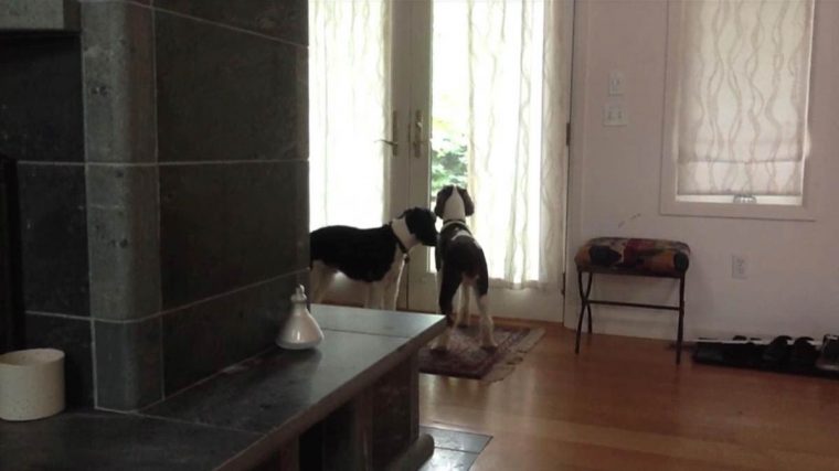 Dona quis filmar o que os cães faziam quando saia de casa, e a reação deles ficou viral