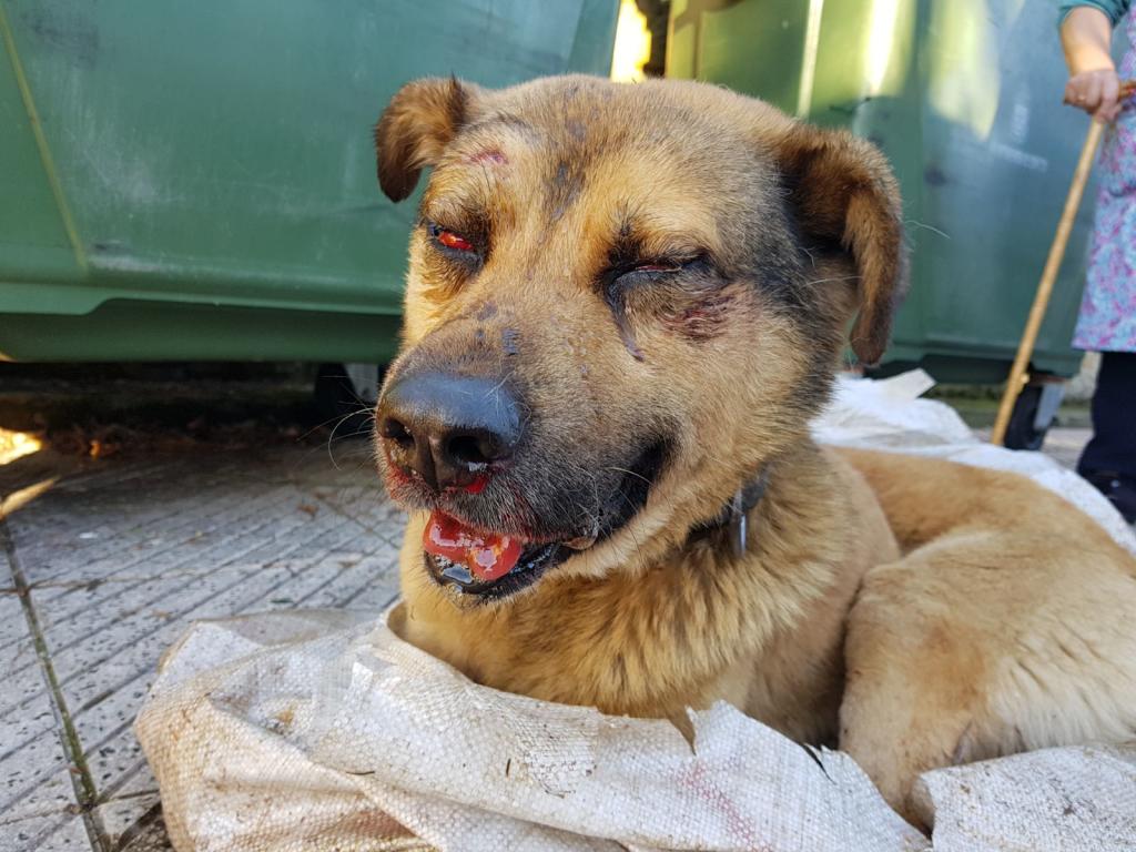 Cão espancado foi descoberto dentro de um saco, e num contentor, em Espanha