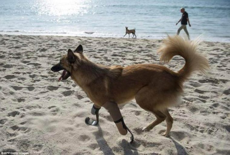 Um vizinho cortou as pernas deste cão. Quando recebeu umas &#8220;pernas&#8221; novas a emoção foi muita