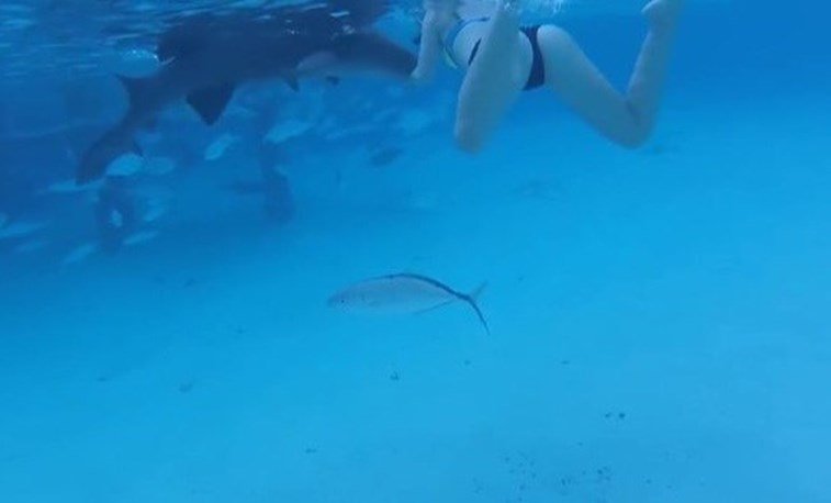 Marido filma mulher a ser atacada por tubarão nas Caraíbas