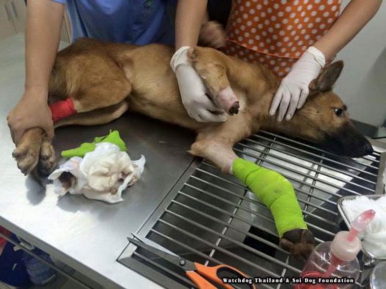 Um vizinho cortou as pernas deste cão. Quando recebeu umas &#8220;pernas&#8221; novas a emoção foi muita