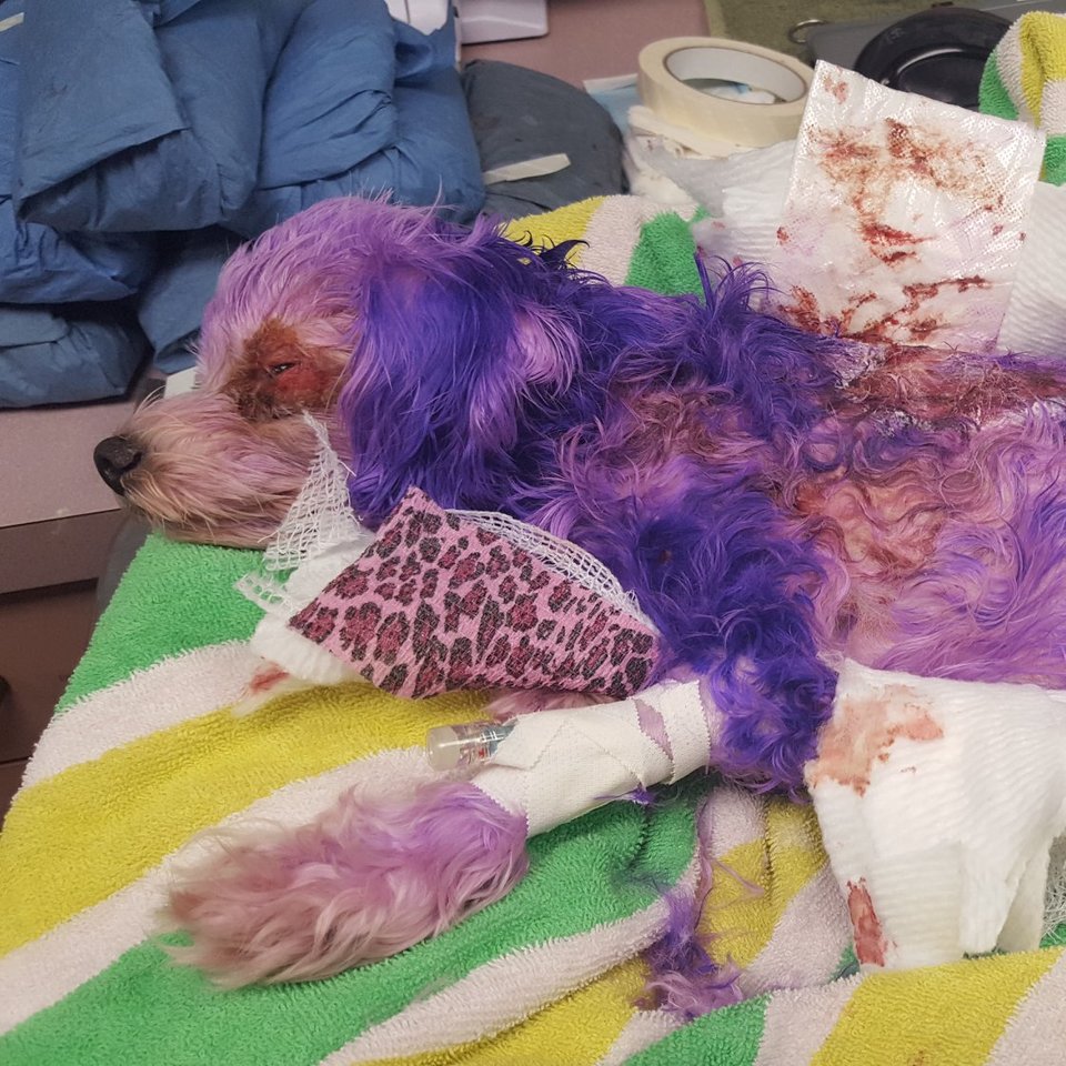 Cadela quase morre depois de o dono lhe pintar o pelo com tinta para humanos