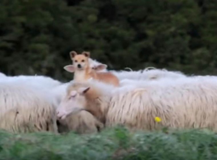 Cão pastor encontrou método genial para &#8220;guardar&#8221; as suas ovelhas