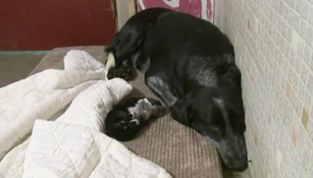 8 cãezinhos recém-nascidos congelaram até à morte. Apenas um foi salvo