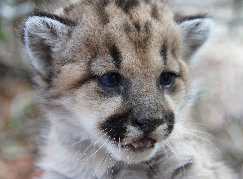 Jardim Zoológico sueco matou 9 leões bebés por falta de espaço