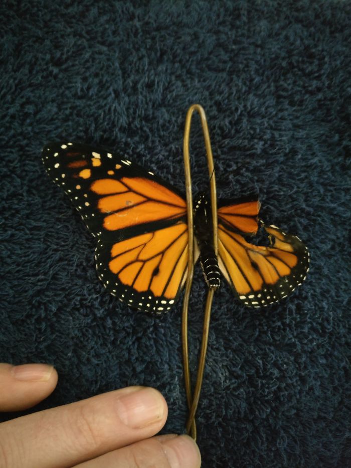 Mulher faz &#8220;transplante&#8221; de asa de borboleta para a ajudar a voar pela primeira vez