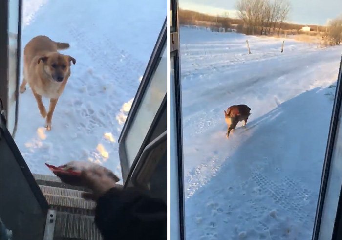 Condutor de autocarro pára todos os dias para alimentar este cão, que lhe agradece da melhor forma