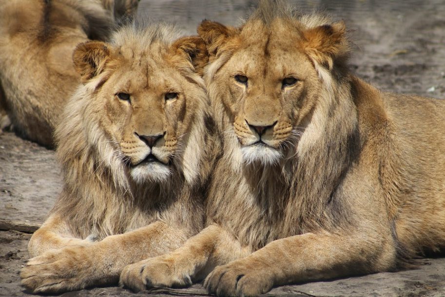 Caçador furtivo foi morto e devorado por leões na África do Sul
