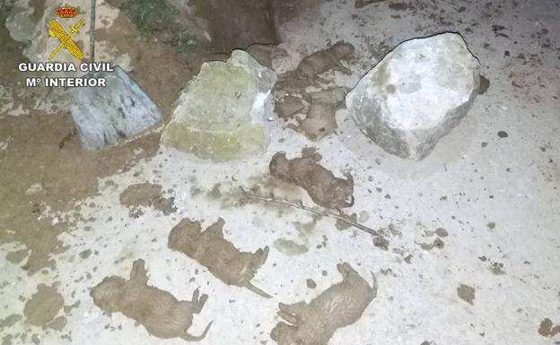 Video: Três detidos por enterrar nove cachorros ainda vivos em Murcia