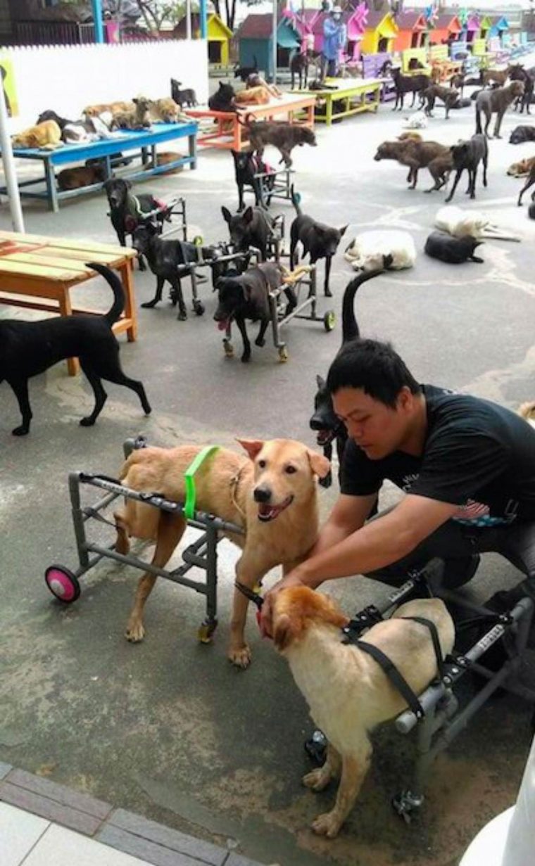 Família largou tudo, e dedica a vida a cuidar de 3.000 cães abandonados