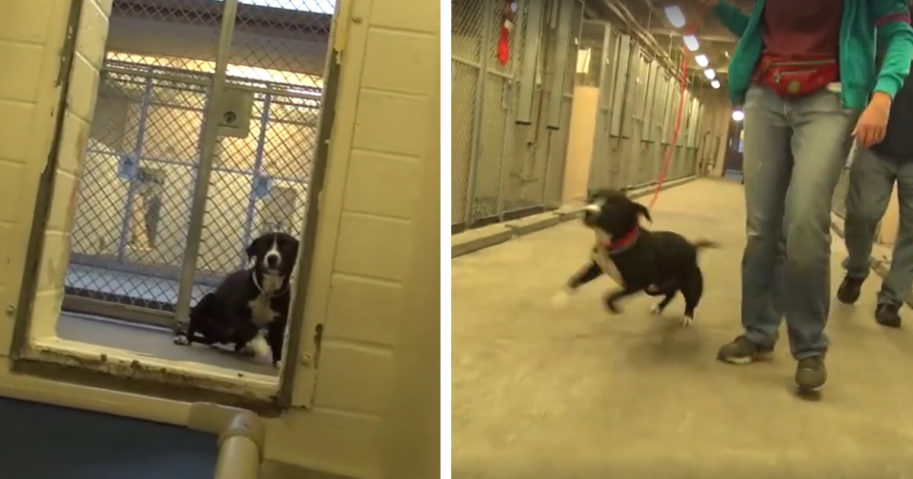 Cão condenado ao abate, reage de forma emotiva quando percebe que vai ser adotado