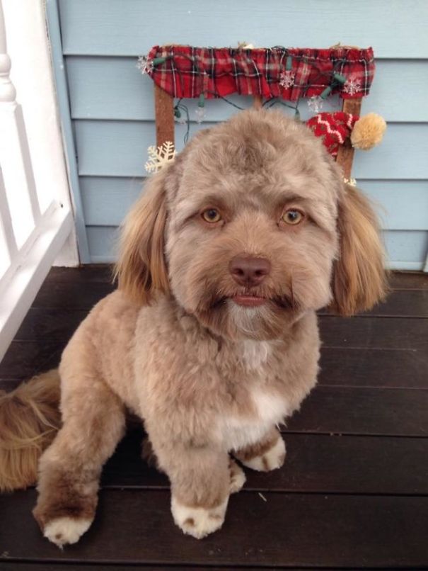 Yogi, o cão com &#8220;focinho&#8221; de humano, que quanto mais olhas mais se parece com algúem