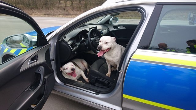 Cães perdidos &#8220;assaltam&#8221; carro da polícia para pedir ajuda