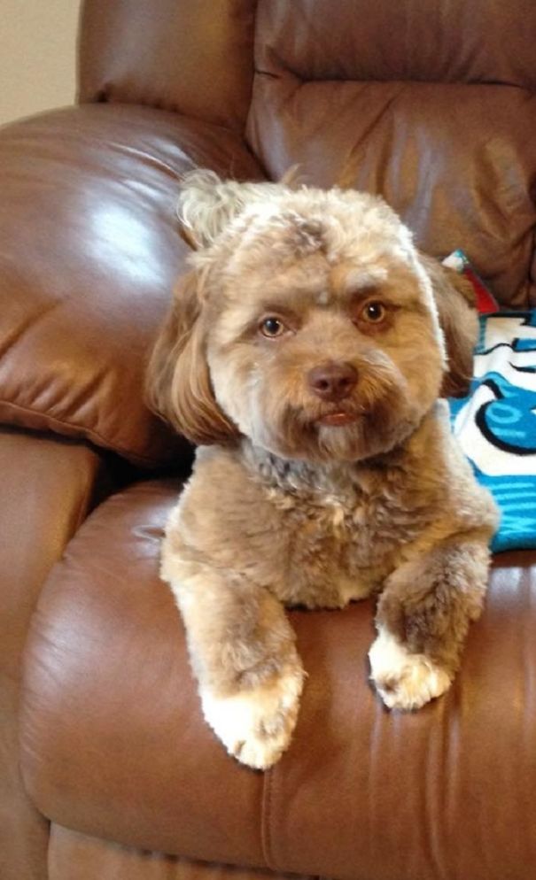 Yogi, o cão com &#8220;focinho&#8221; de humano, que quanto mais olhas mais se parece com algúem