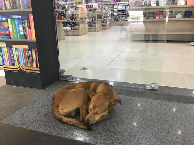 Cão de rua &#8220;rouba&#8221; livro sobre abandono, e fica viral nas redes sociais