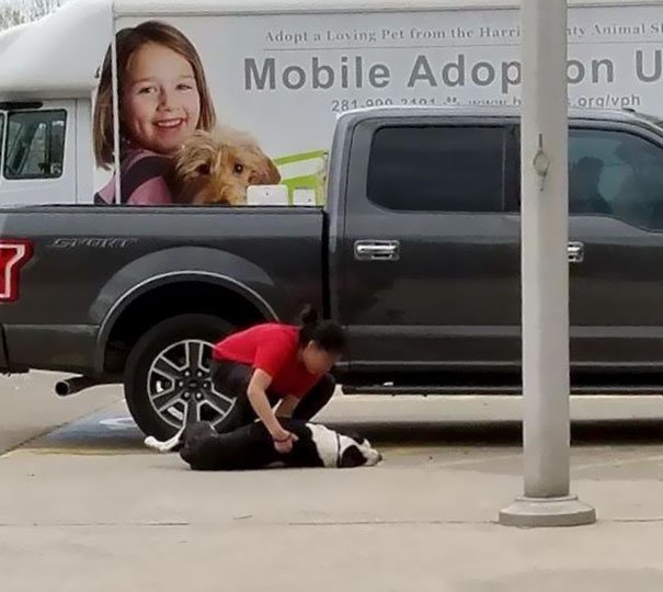 Mulher arrasta cão para o abrigo, para o abandonar, e a reacção do animal emociona qualquer um
