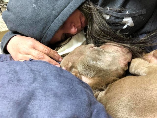 Dormiu num abrigo de animais para que o cão, doente terminal, não ficasse sozinho