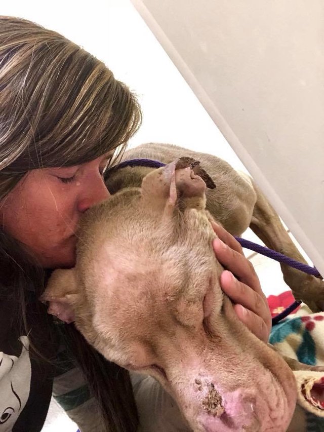 Dormiu num abrigo de animais para que o cão, doente terminal, não ficasse sozinho