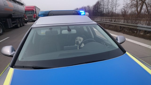 Cães perdidos &#8220;assaltam&#8221; carro da polícia para pedir ajuda