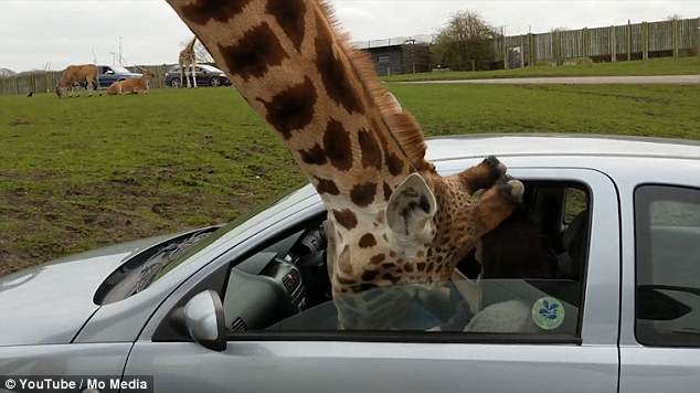 Girafa &#8220;parte&#8221; vidro de carro quando os ocupantes, assustados, tentaram fechar a janela