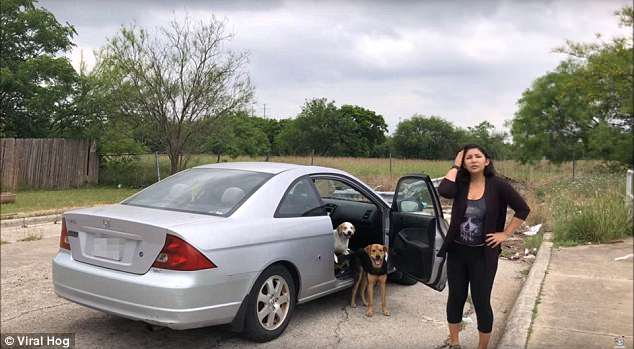 Mulher filmada a abandonar 4 cães, foge sem mostrar remorsos