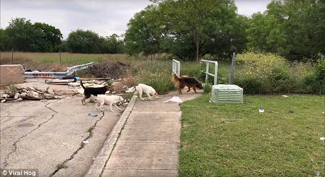 Mulher filmada a abandonar 4 cães, foge sem mostrar remorsos