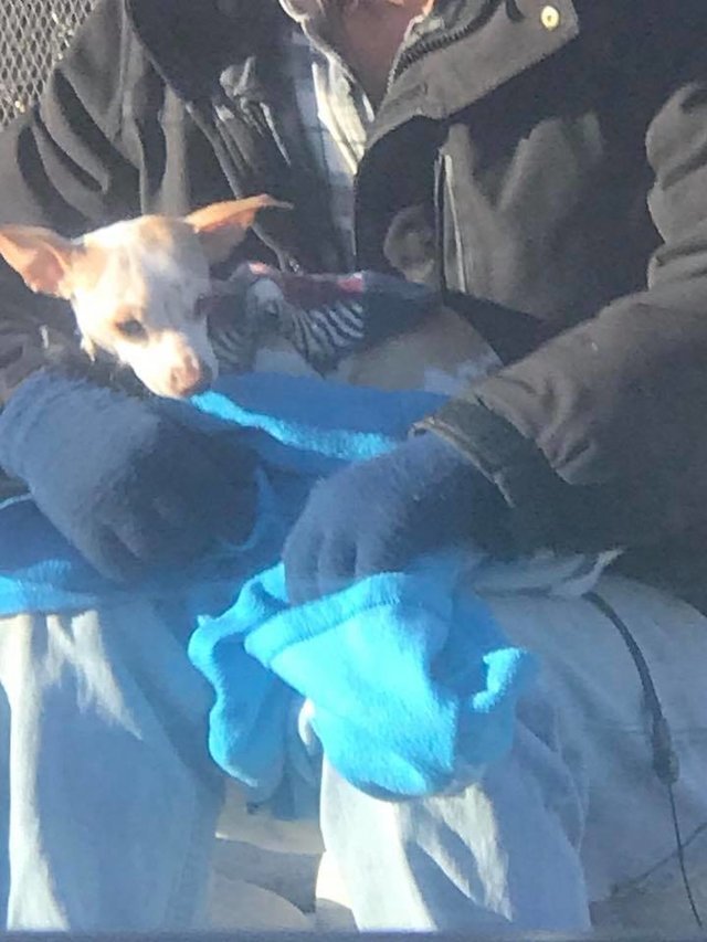 Sem-abrigo viu mulher a abandonar cão numa estrada, e decidiu salvá-lo