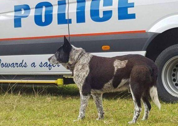 Cão protege menina de 3 anos perdida no mato, durante mais de 15 horas