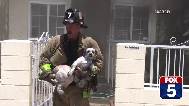Video: Bombeiro entra em casa em chamas para salvar dois cães