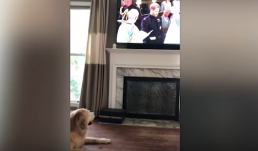 Video: este cão reagiu de forma épica ao Casamento Real