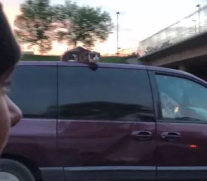 Video: Gato assustado filmado em cima de carrinha numa auto-estrada