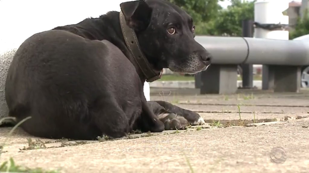 Cão que esperava pelo dono há 2 anos no hospital foi atropelado