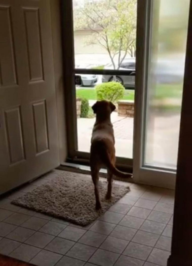 Video: cadela reage de forma ÉPICA quando os &#8220;irmãos a foram visitar