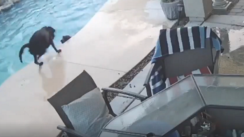 Cão herói salta para a piscina para salvar o seu amigo em apuros
