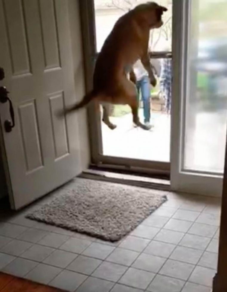 Video: cadela reage de forma ÉPICA quando os &#8220;irmãos a foram visitar