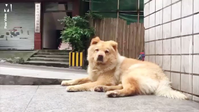 Video: Cão espera pelo dono 12 horas por dia à porta da estação