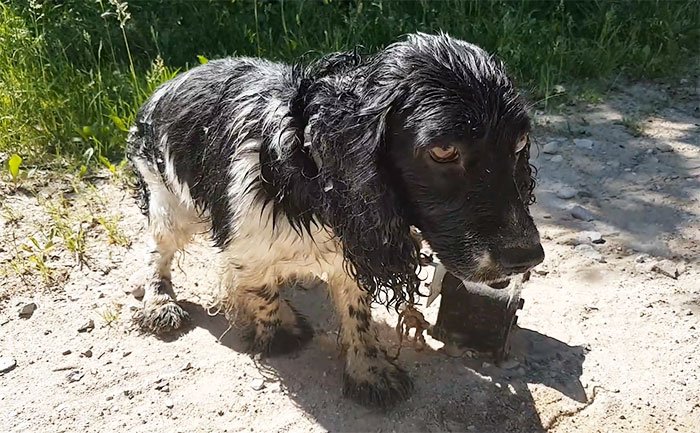 Video: Encontra cão à beira rio, e emocionou-se quando viu o que tinha ao pescoço