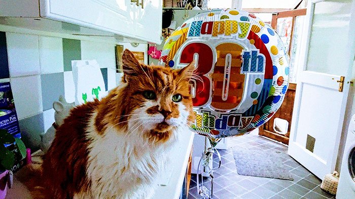 Rubble, o gato &#8220;mais velho do mundo&#8221; fez 30 anos, e as fotos deliciam qualquer um