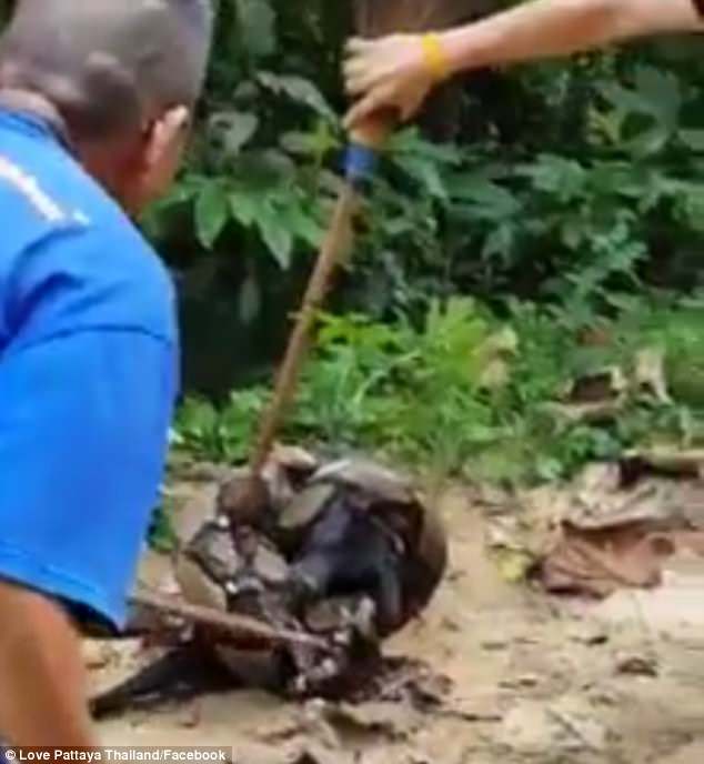 Video: Homens corajosos lutam com cobra gigante para salvar um cão