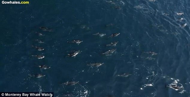Video: Centenas de golfinhos brincam com baleia num momento maravilhoso