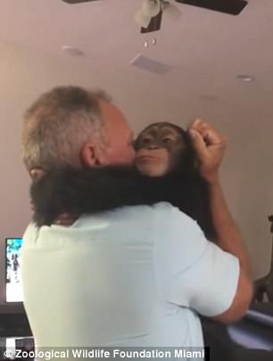 Video: Chimpanzé abraça casal que o salvou em bebé num reencontro emotivo