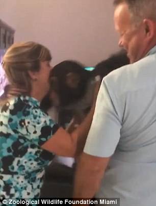 Video: Chimpanzé abraça casal que o salvou em bebé num reencontro emotivo
