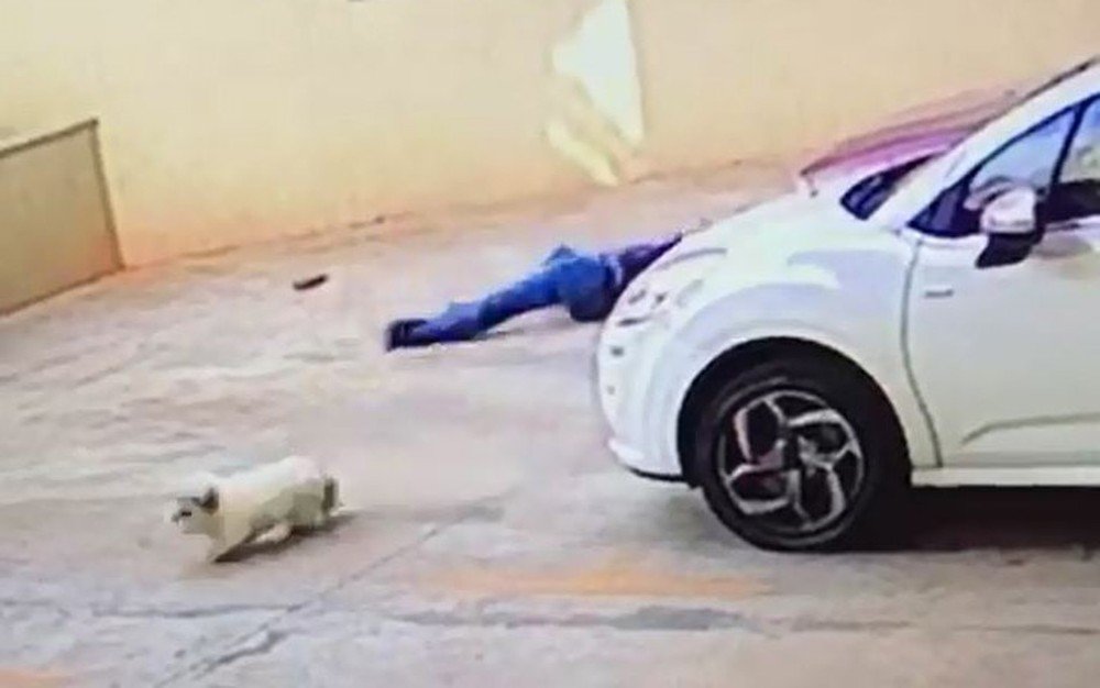 Video: Vizinho apanha (e salva) cadelinha que caiu de um 9º andar